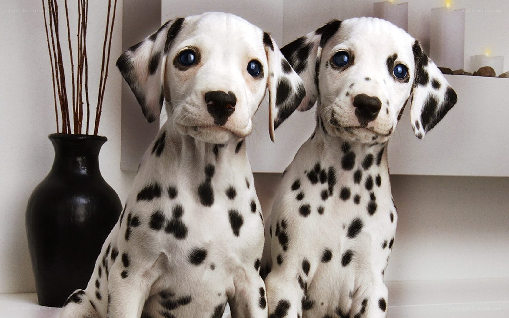 two dalmatian puppies sitting