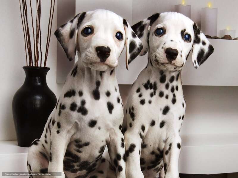Two dalmatian puppies