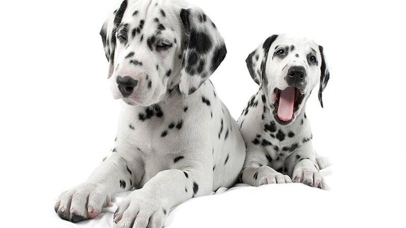 Two Dalmatian Puppies — White, Calm, Photograph