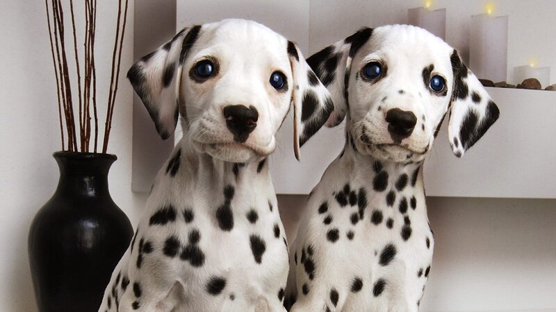 Two Dalmatian Puppies — White, Calm