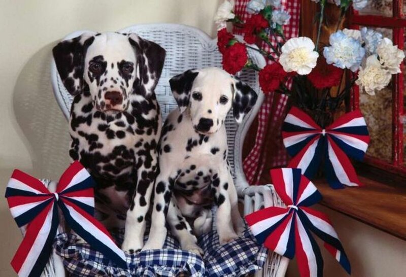 Two Dalmatian Puppies — White, Festive