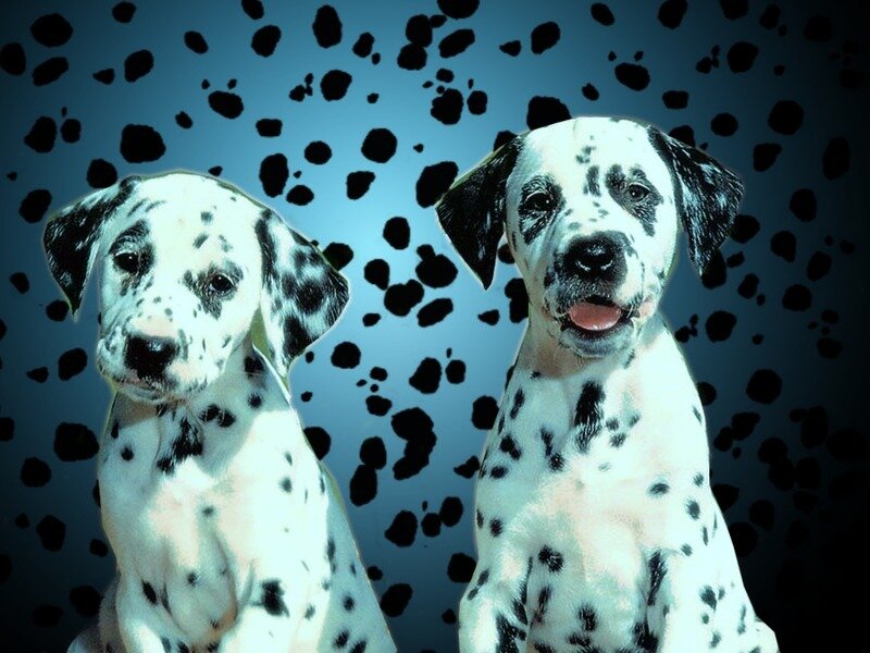 Two Dalmatian Puppies — White, Playful
