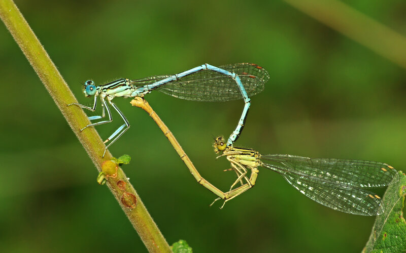 Two Damselflies Mating — Green