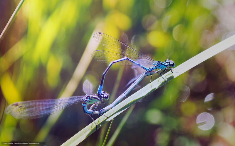 Two damselflies mating on a blade of grass