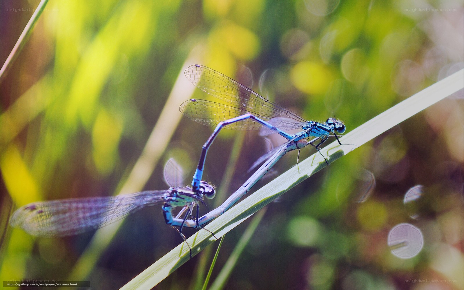 Two damselflies mating on a blade of grass