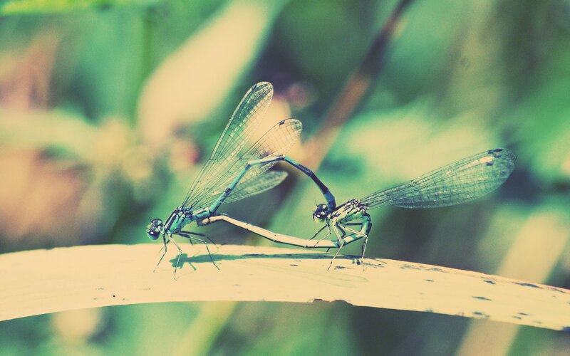 Two damselflies mating on a leaf