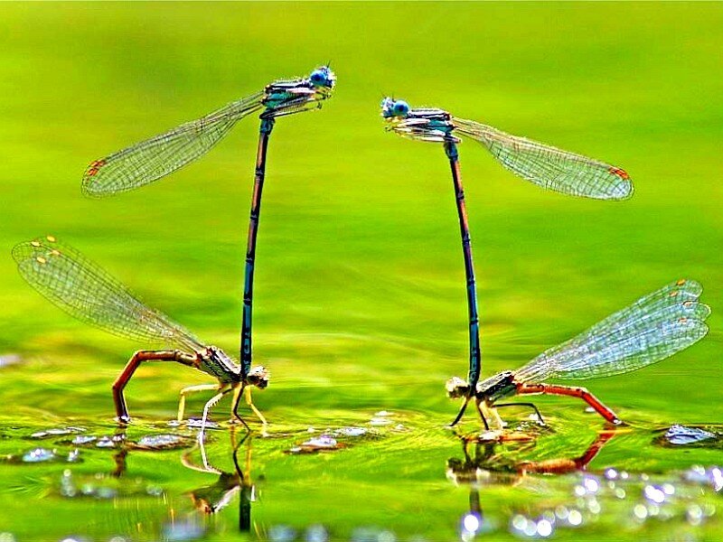 Two damselflies mating on water