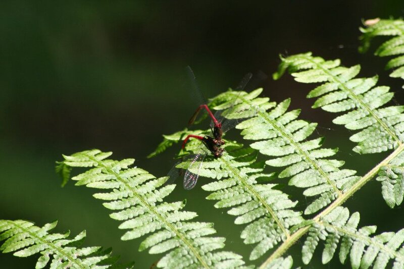 Two Damselflies Mating