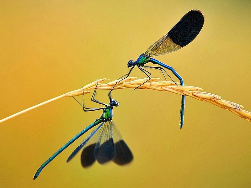 Two damselflies on a blade of grass