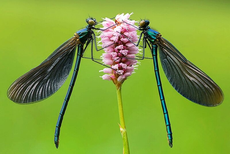 Two damselflies on a flower
