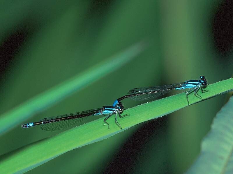 Two damselflies on a leaf