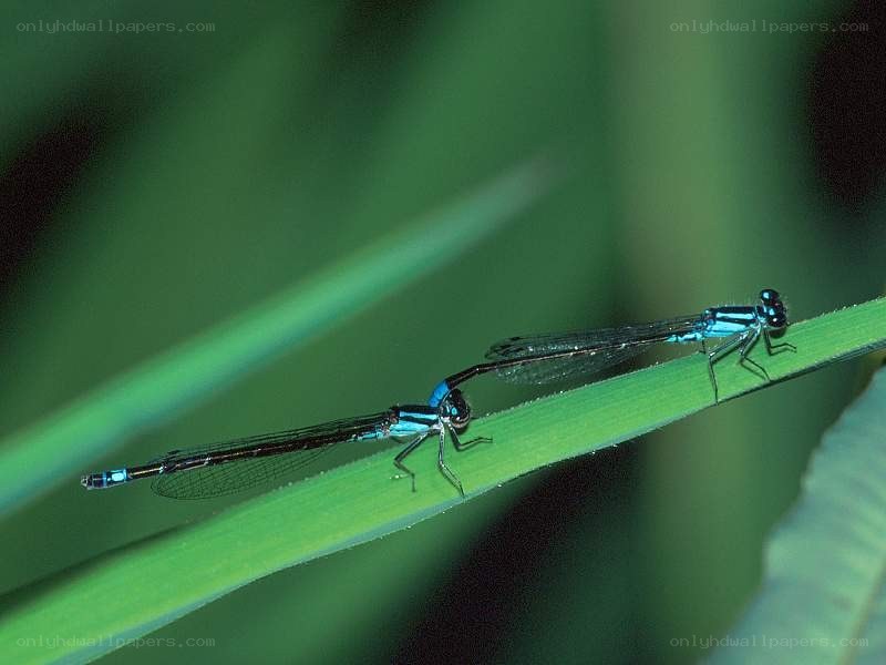 Two damselflies on a leaf