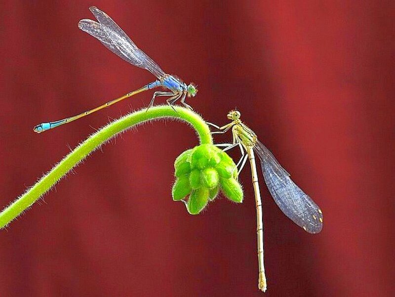 Two damselflies on a plant