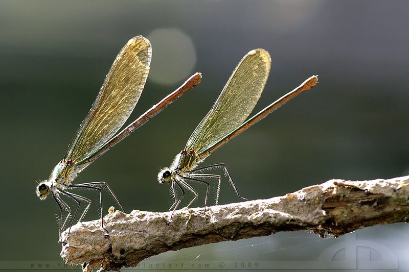Two Damselflies on Branch — Green