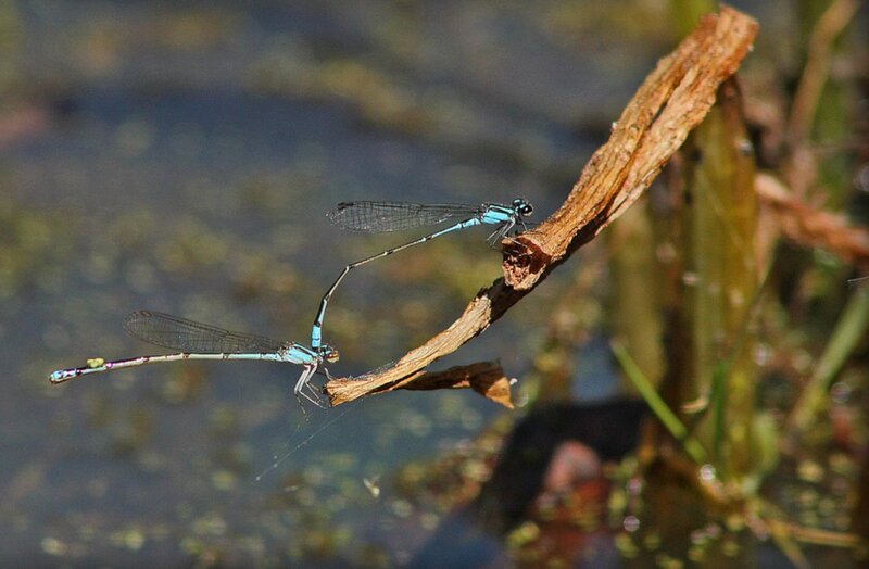 Two Damselflies on Branch