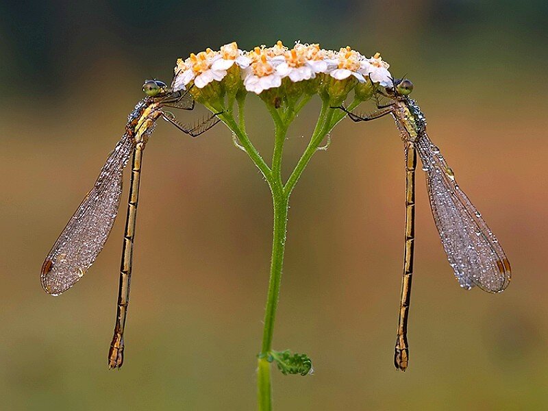 Two Damselflies on Flower