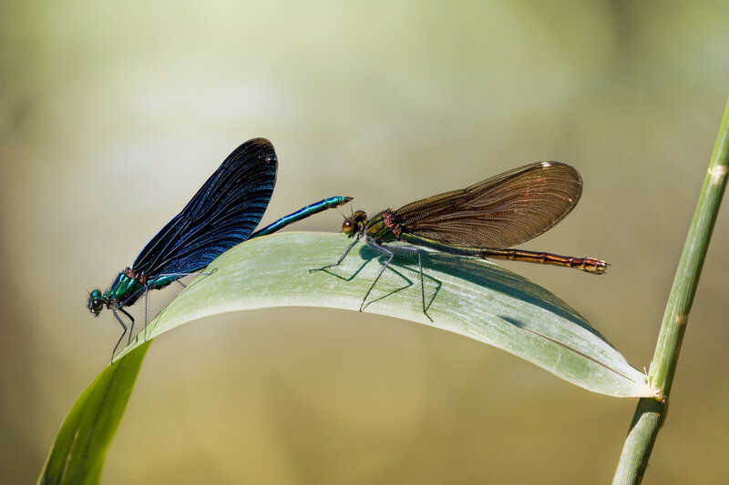 Two Damselflies on Leaf