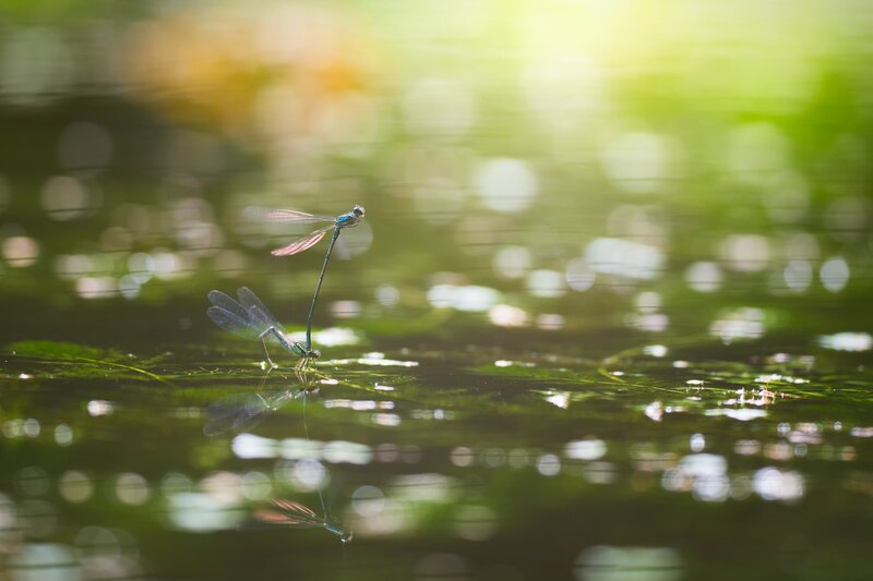 Two Damselflies on Water
