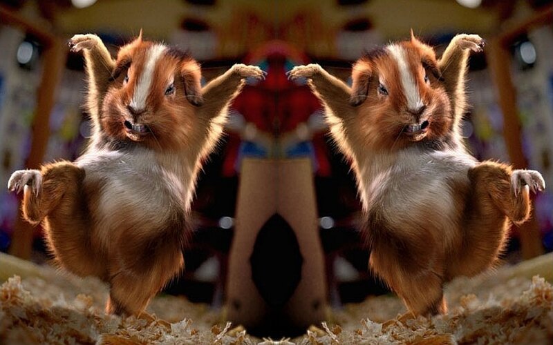 Two Dancing Guinea Pigs
