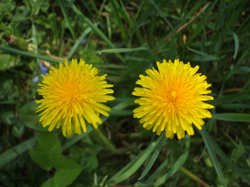 Two Dandelion Flowers