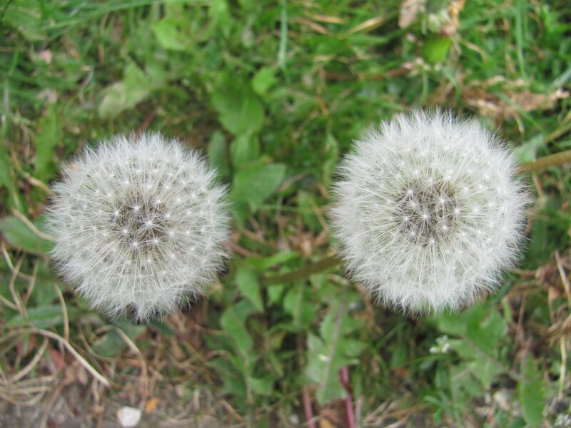 Two dandelion seed heads