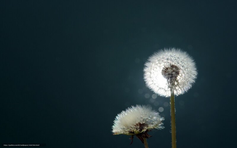 Two Dandelion Seed Heads — White, Serene, Photograph, Dandelions