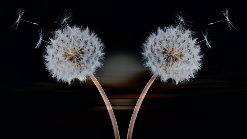 Two Dandelion Seed Heads — White, Serene, Photograph