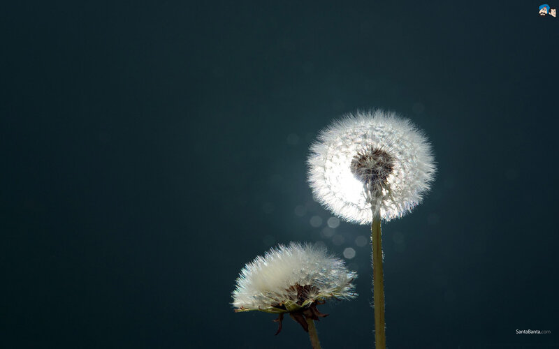 Two Dandelion Seed Heads — White