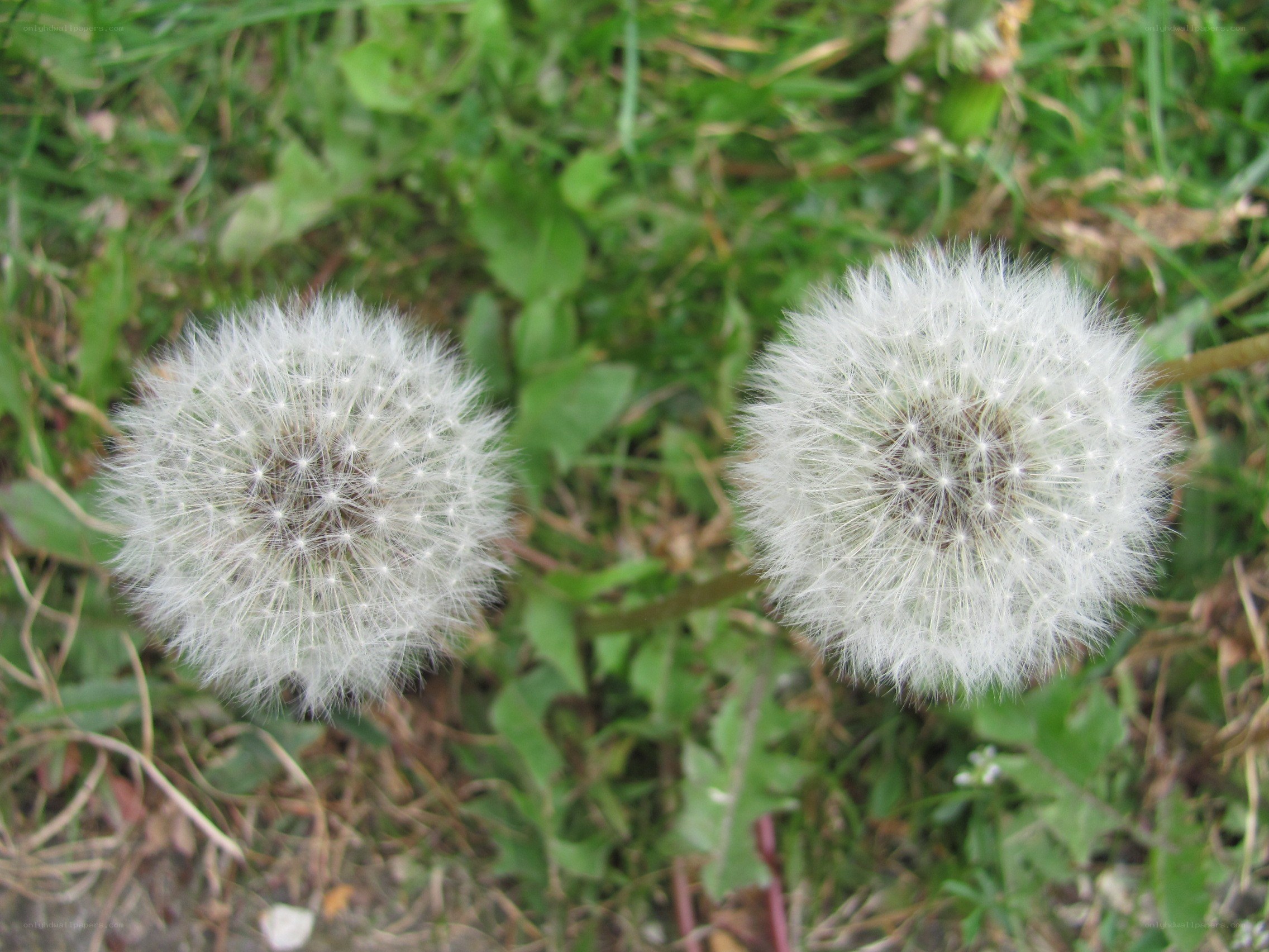 Two dandelion seed heads