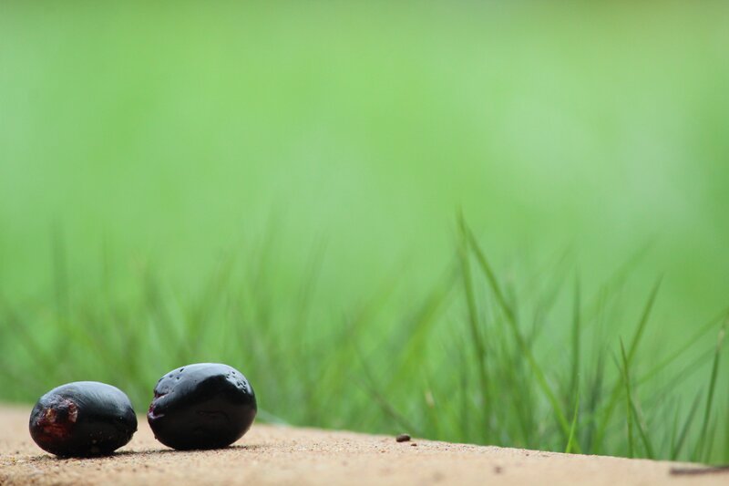 Two Dark Berries