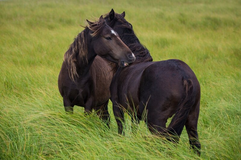 Two Dark Horses in Field — Green
