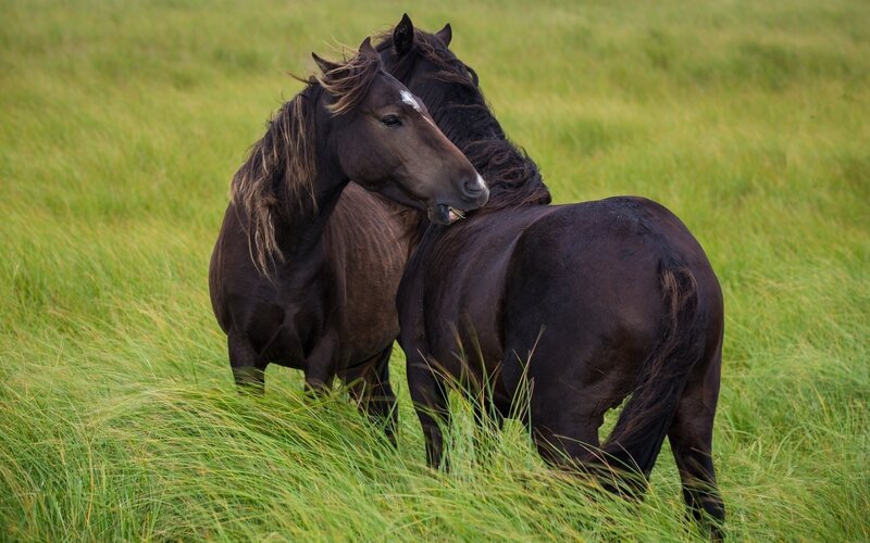 Two Dark Horses in Field