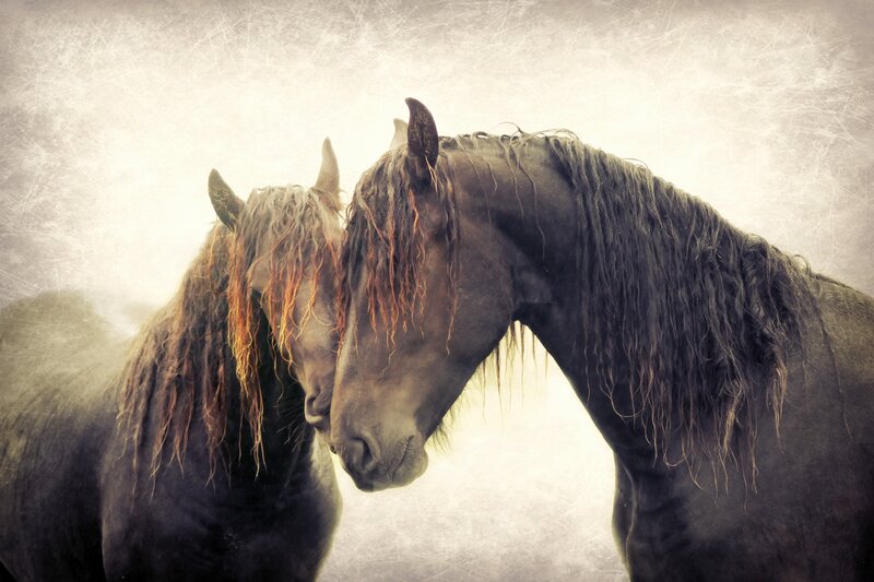 Two Dark Horses