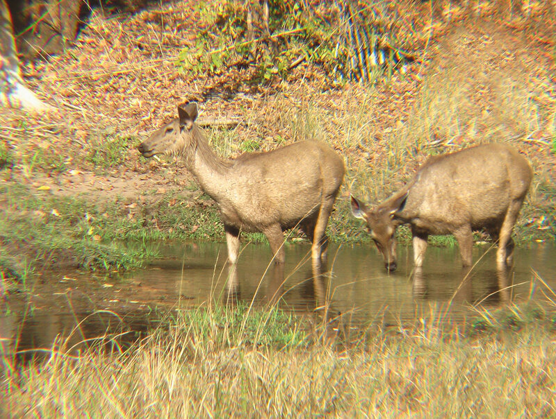 Two Deer Drinking Water — Brown