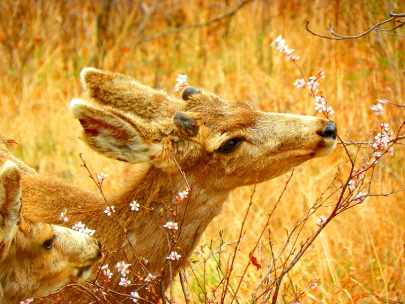 Two Deer Eating Flowers