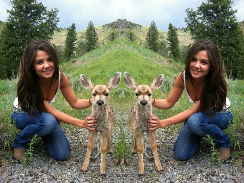 Two Deer Fawns