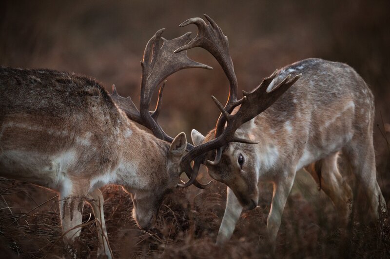 Two Deer Fighting — Brown, Dramatic, Sunset