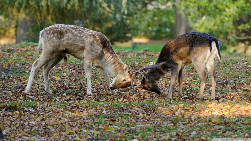 Two Deer Fighting — Brown, Natural