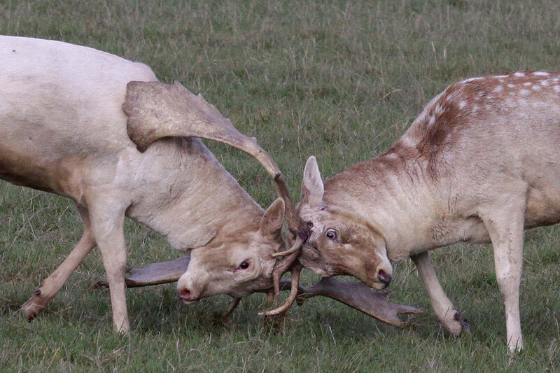 Two Deer Fighting