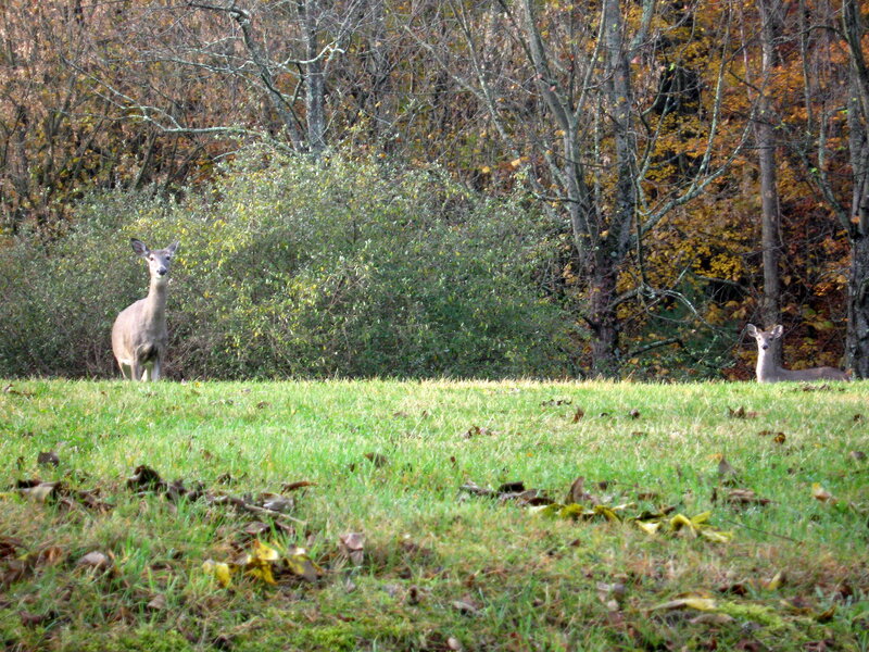 Two Deer in a Field — Green, Calm