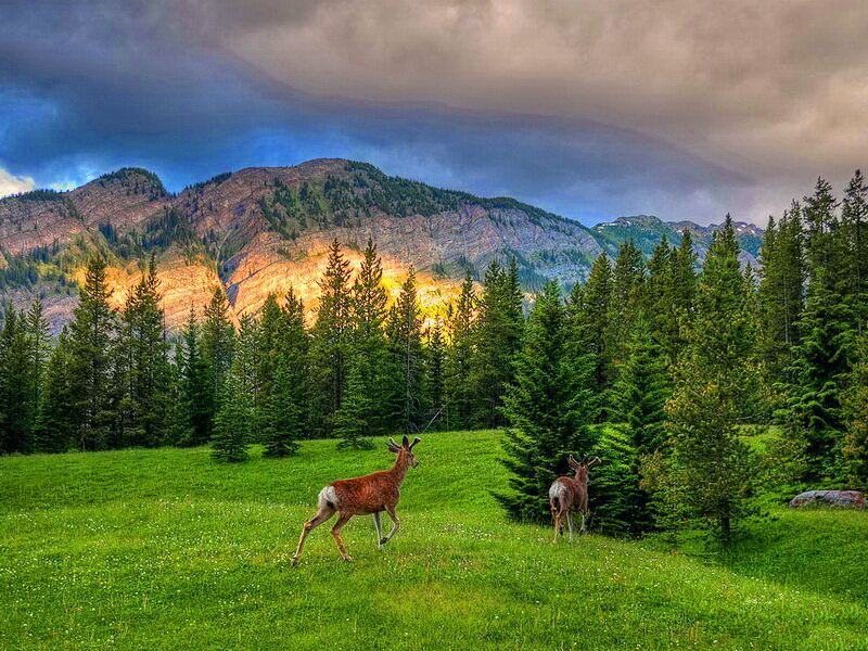 Two Deer in a Field — Green, Dramatic