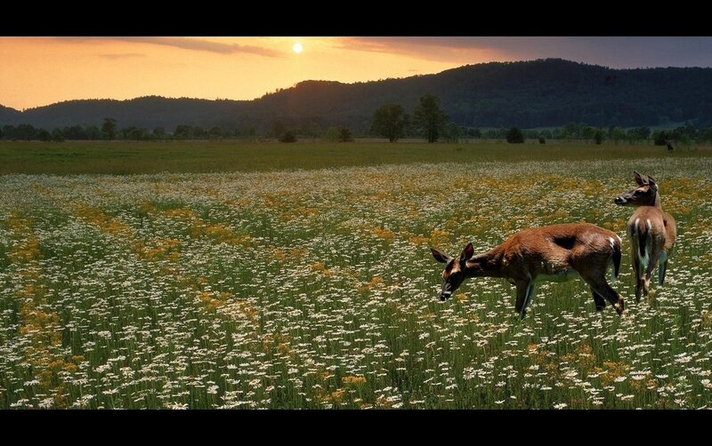 Two Deer in a Field — Green