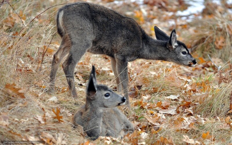 Two Deer in Autumn — Brown