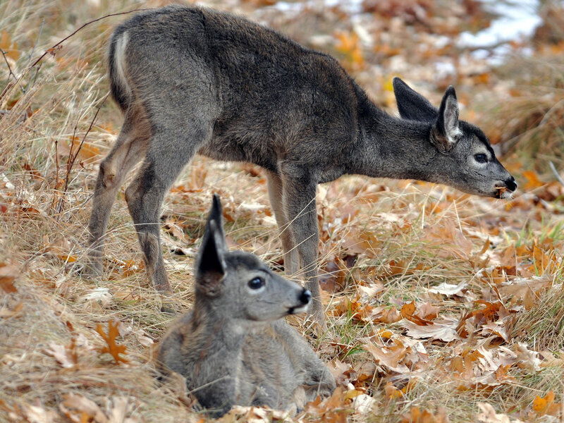 Two Deer in Autumn
