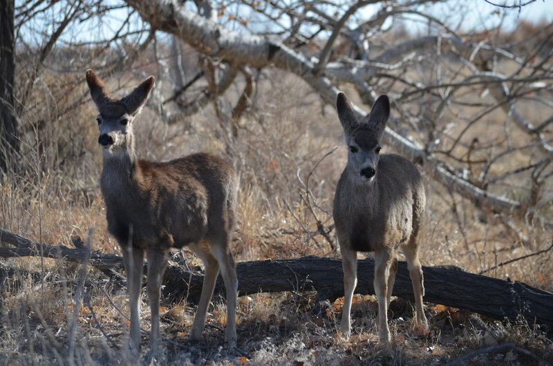 Two Deer in Field — Brown, Calm, Autumn