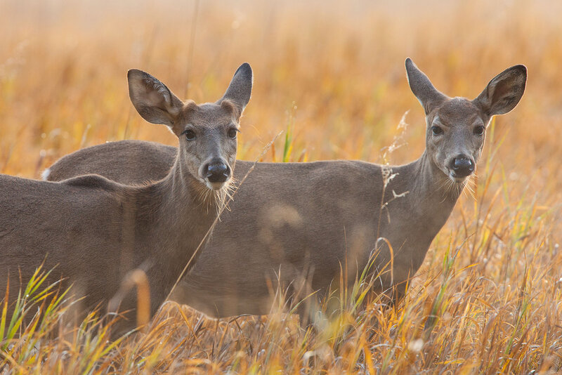 Two Deer in Field — Brown, Calm, Morning