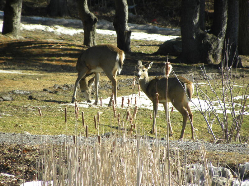 Two Deer in Field — Brown, Calm, Spring