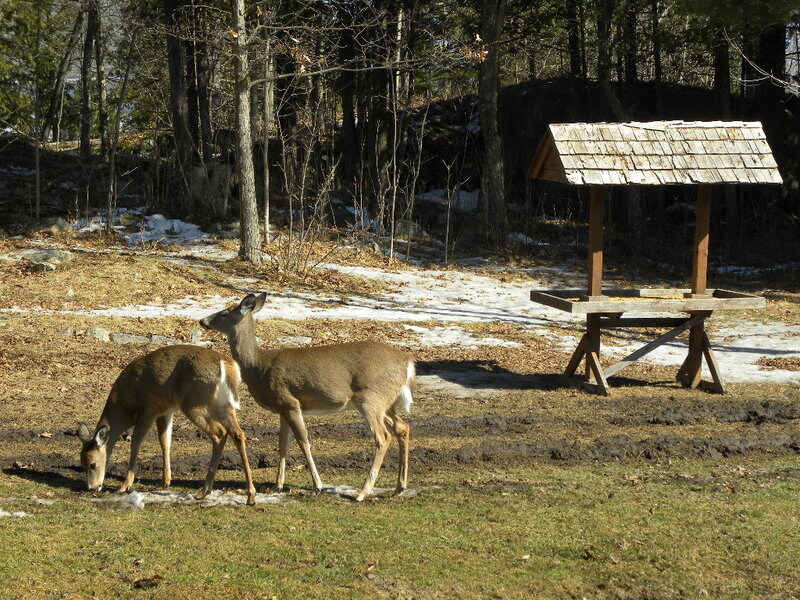 Two Deer in Field — Brown, Calm