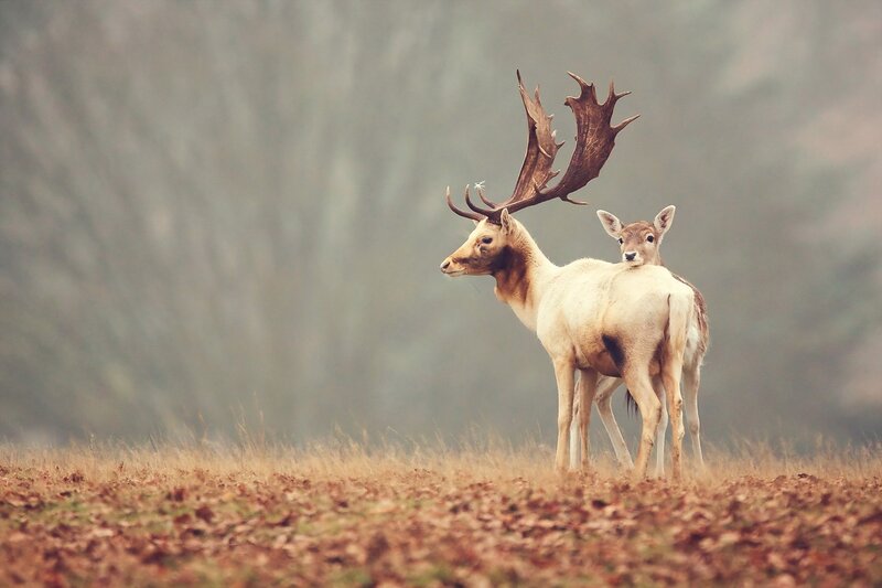 Two Deer in Field — Brown, Serene, Autumn, Photograph, Antlers, Trees