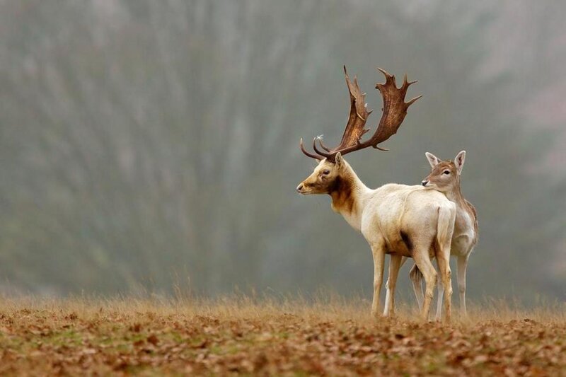 Two Deer in Field — Brown, Serene, Autumn